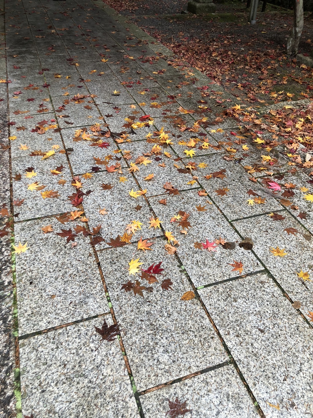 落ち葉