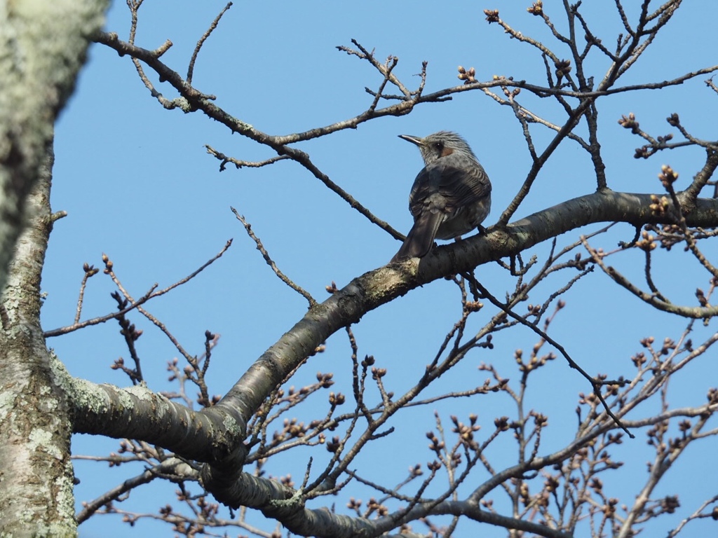 春の鳥 By Akichip Id 写真共有サイト Photohito