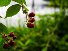 野イチゴですか?