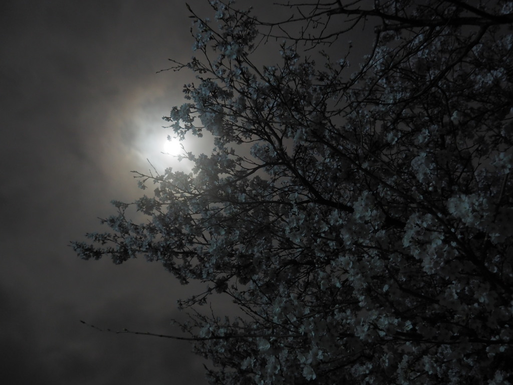 満月と夜桜