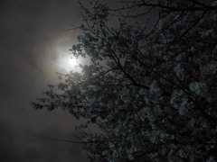 満月と夜桜