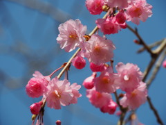 鏡山の桜