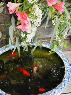 金魚の春