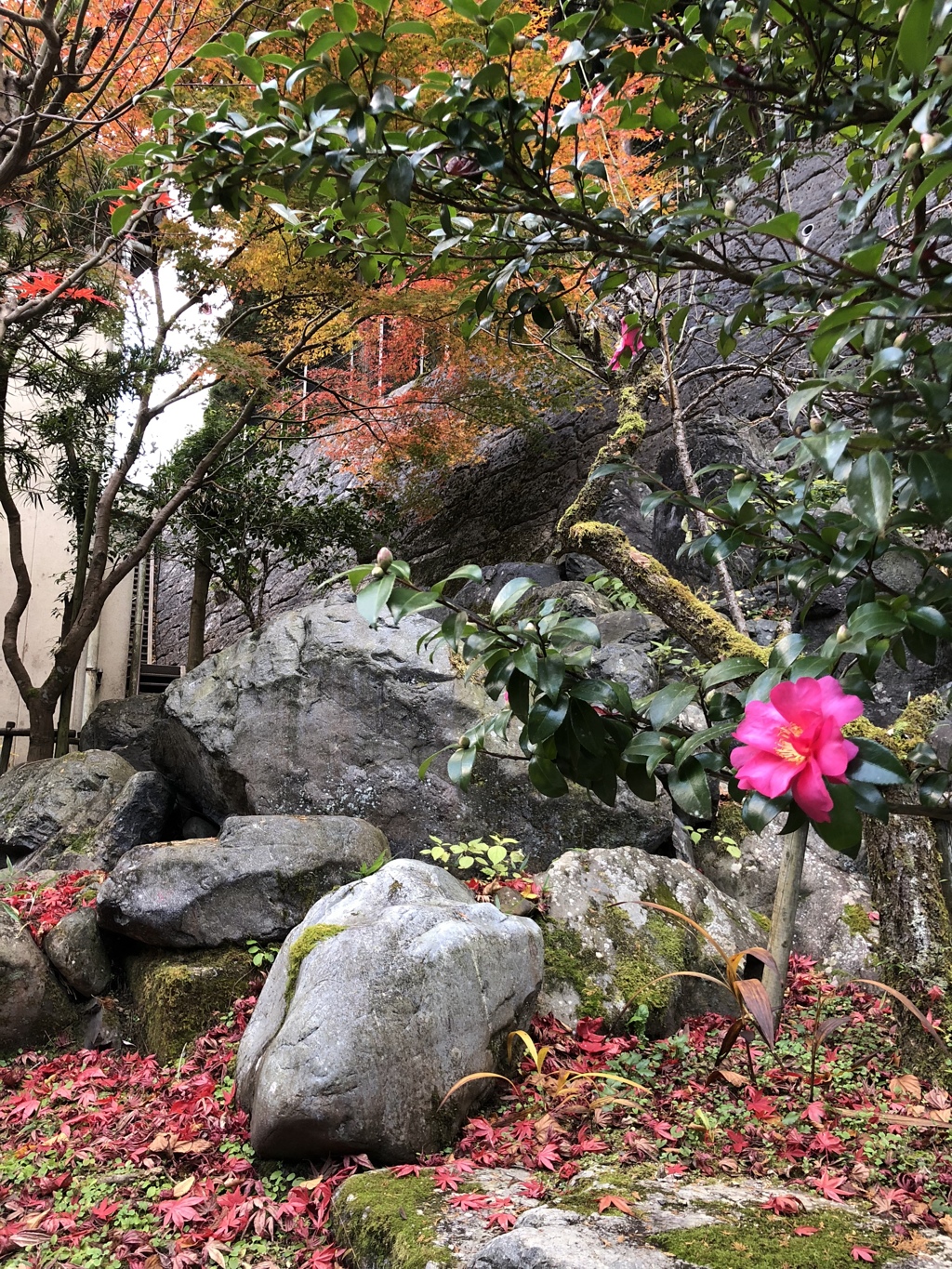 紅葉と椿