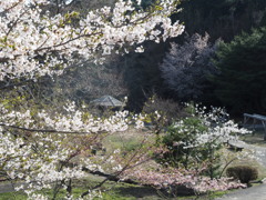 野呂ロッジと桜