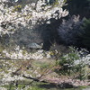 野呂ロッジと桜