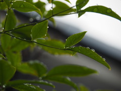 梅雨の贈り物