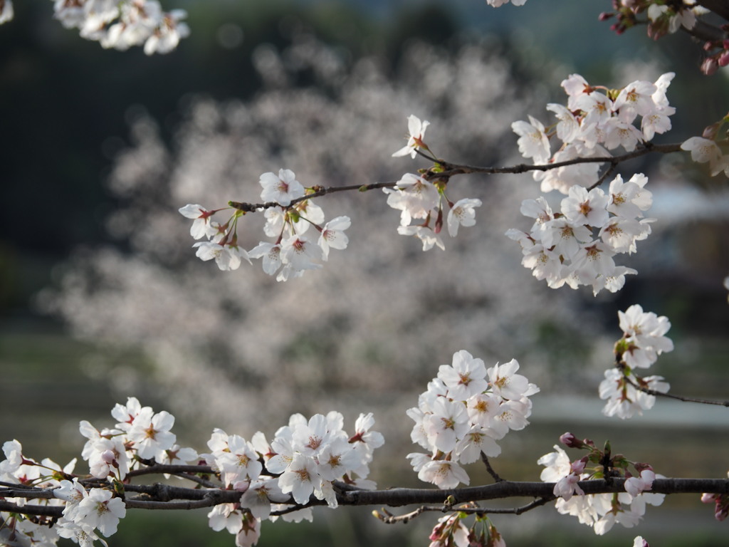 土手の桜