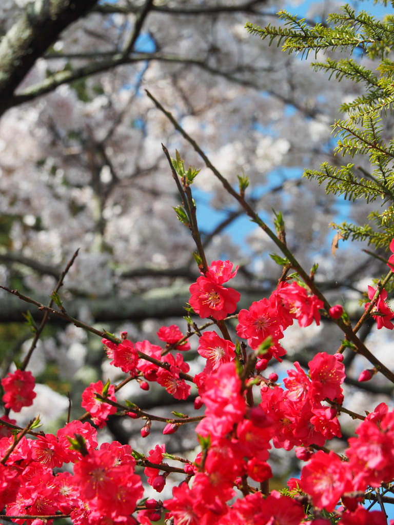 梅と桜