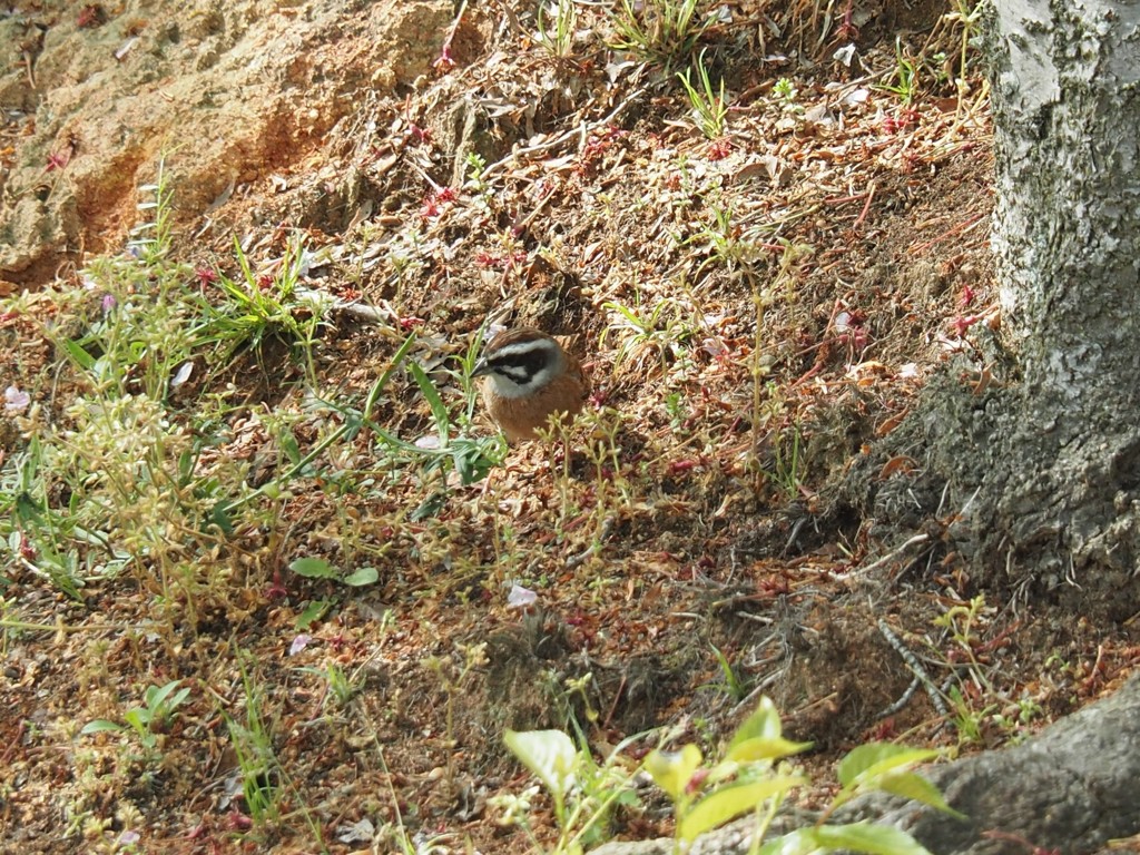 お散歩
