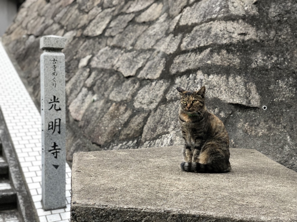 道案内猫