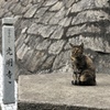 道案内猫