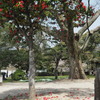 平和記念公園の椿