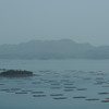 安芸津の牡蠣筏