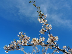 青空と桜