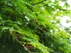 雨粒の行進