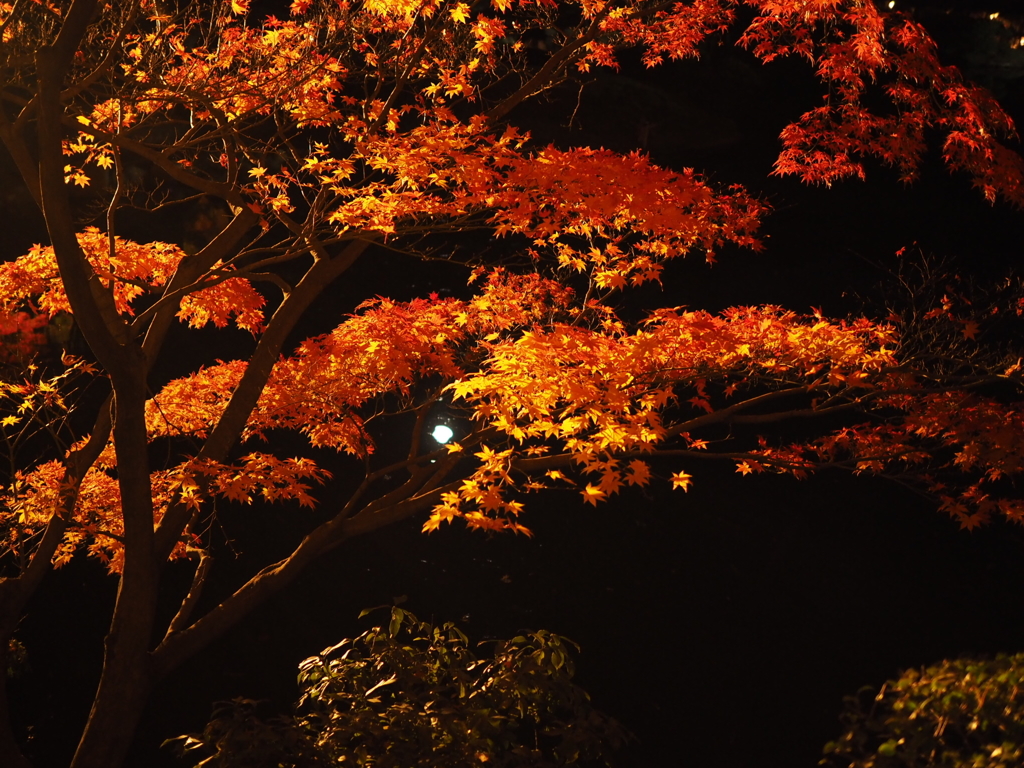 月と紅葉