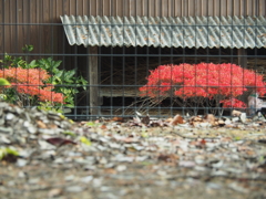 柵の向こう