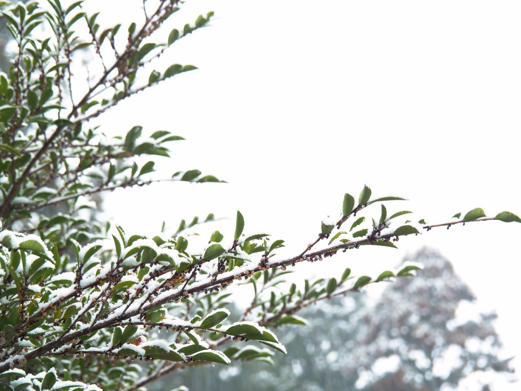 雪景色