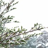 雪景色