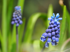 紫の花 ムスカリ