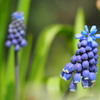 紫の花 ムスカリ