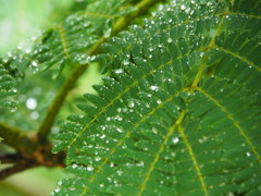 雨粒の宝石