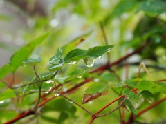 梅雨の贈り物