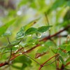 梅雨の贈り物