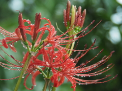 雨の曼珠沙華