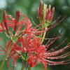 雨の曼珠沙華