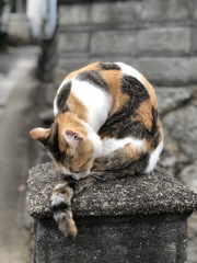 三毛猫