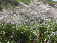 ユキヤナギと桜