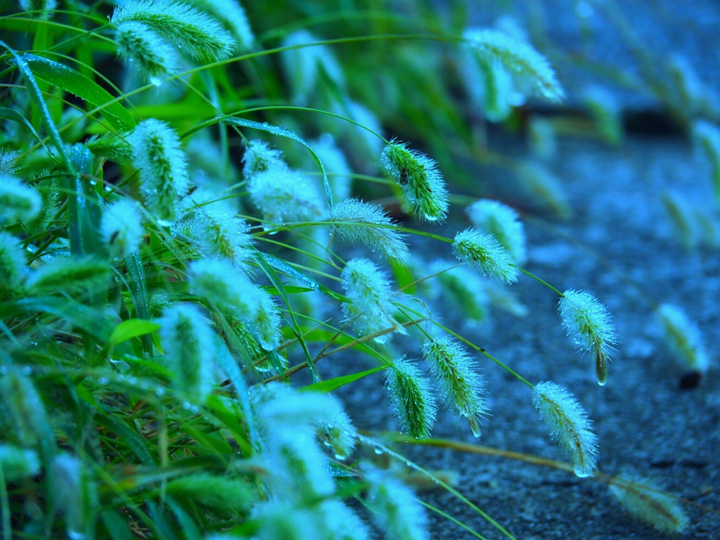 道端の雑草
