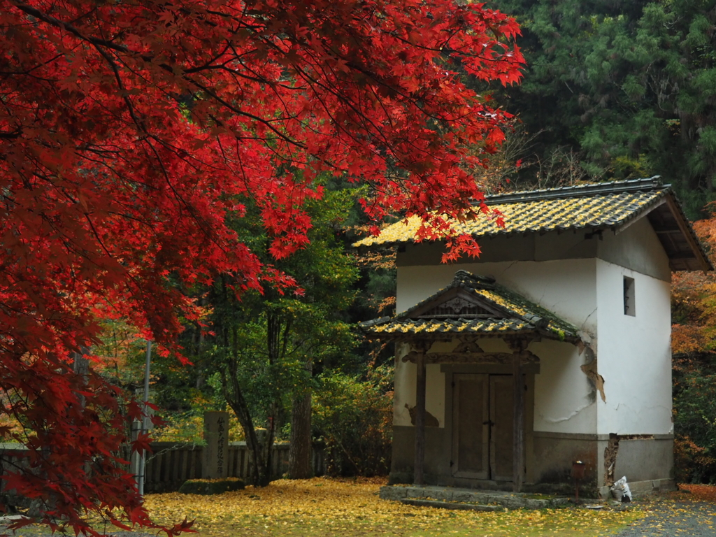 真紅の紅葉