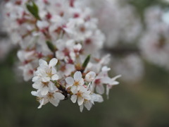 父の桜