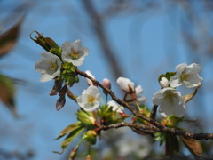 鏡山の桜