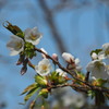 鏡山の桜