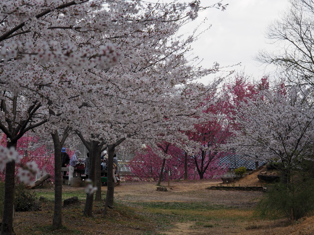 地域の桜