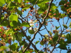 我が家に残ったひと花