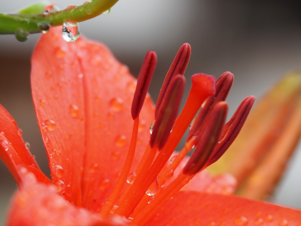 梅雨の贈り物　百合