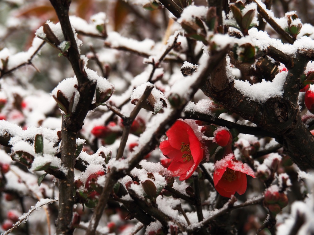 初冠雪