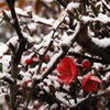 初冠雪
