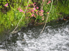 山つつじと小川