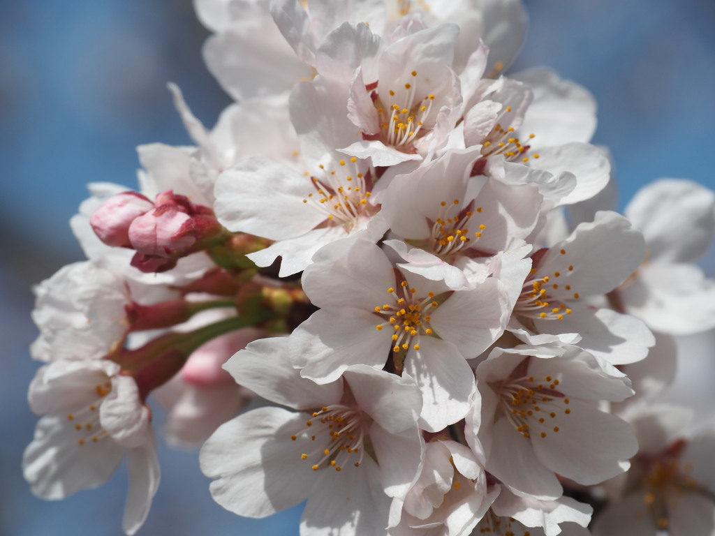 鏡山の桜