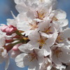 鏡山の桜