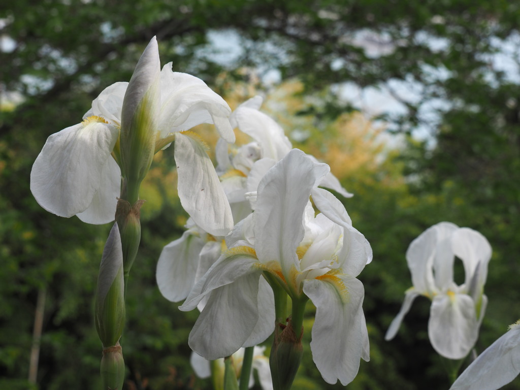 花菖蒲