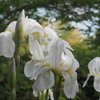 花菖蒲
