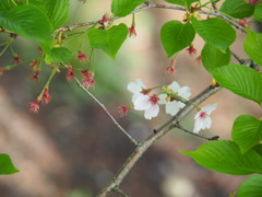 居残り