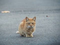 野良猫